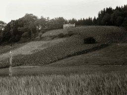 Gampelen-1937-Bundesrat-Scheurer-Weinlese