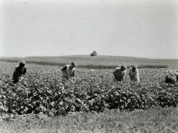 Kulturen-Gampelen-1930