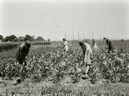 Lauch-Gampelen-1930